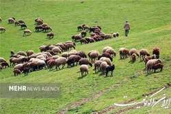 عشایر طرح مرتع داری دریافت کنند