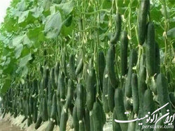 موافقت دولت با اصلاح اساسنامه شرکت شهرک‌های کشاورزی