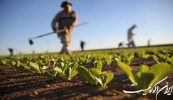 حمایت مجلس از ارتقای بیمه کشاورزی در لایحه بودجه سال ۱۴۰۲