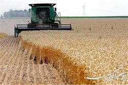 درخواست تجدید نظر در قیمت‌گندم را داریم