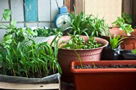 پرورش سبزیجات در خانه و آموزش کاشت سیر ، قارچ و زنجبیل