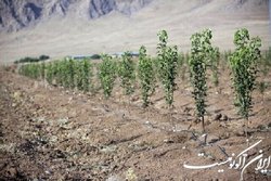 طرح کاشت یک میلیارد نهال سالی حداقل ۱۰۰ میلیون متر مکعب آب نیاز دارد