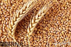 تحویل سالانه بیش از ۵۰۰ هزار تن بذر گواهی شده به کشاورزان