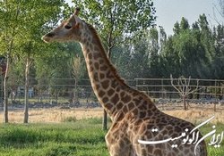 چه گونه‌هایی در باغ وحش صفادشت تلف شدند؟