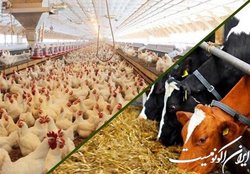تحلیل صنعت دام و طیور در سالی که گذشت و پیش‌بینی آن در ۱۴۰۲