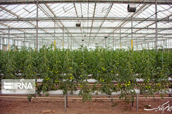 اعطای تسهیلات یک میلیارد تومانی برای احیای واحدهای تولیدی کشاورزی
