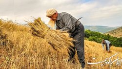 طرح ملی کشت دیمزار و جلوگیری از مهاجرت کشاورز از روستا به شهر