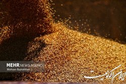کشت ۹۰ درصدی گندم و جو در دیمزارهای کشور