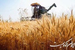 اصلاح قیمت خرید تضمینی گندم به زودی
