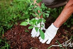 جذب ۱۷۰ میلیون تن گرد و غبار با کاشت یک میلیارد درخت