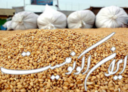 تولیدکنندگان نگران تامین نهاده‌های دامی نباشند
