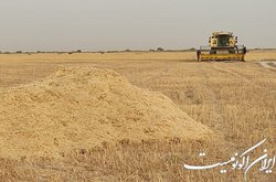 خرید تضمینی ۸۰۰ هزار تن گندم از ابتدای سال