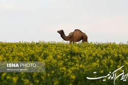 به‌ جز گیلان و مازندران کجا سفر کنیم؟