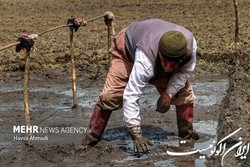 انعقاد ۲۵ هزار هکتار کشت قراردادی برنج در استان‌های شمالی