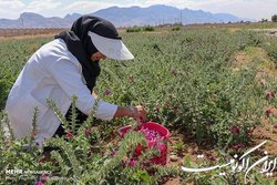 افزایش ۲۰ درصدی قیمت گیاهان دارویی با نشان «PDO»
