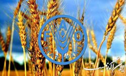 فائو: رکوردشکنی تورم ماهانه مواد غذایی در جهان