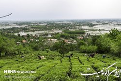 رشد ۷۷ درصدی صادرات چای ایرانی‌