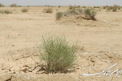 ۱۵ نکته درباره بیابان‌زایی و راه‌های مقابله با آن