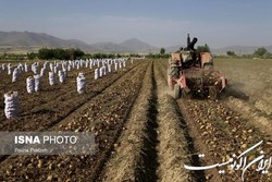 بومی‌سازی و صادرات قطعات ماشین‌آلات برداشت محصولات غده‌ای