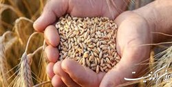 واردات 96میلیون تن گندم طی 30سال