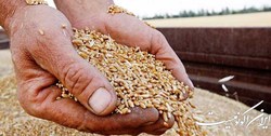 خرید تضمینی گندم از مرز یک میلیون تن گذشت