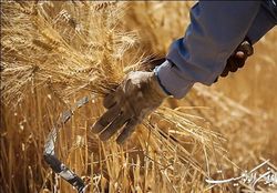 رکوردزنی واردات گندم چین در ژانویه ۲۰۲۲