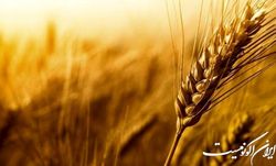 ابتکارات آفریقایی‌ها در برابر کمبود جهانی گندم