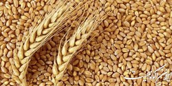 رشد 20 دلاری قیمت گندم در یک روز