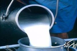 اصلاح قیمت شیرخام در دولت سیزدهم برای حمایت از دامداران