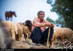 نهاده های دامی عشایر در ماه‌های آینده نیز قطعا با ارز ۴۲۰۰ توزیع می‌شود