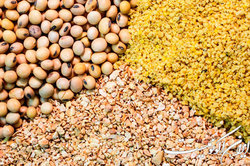 نهاده دامداران عشایری و روستایی را با ارز دولتی تامین می شود