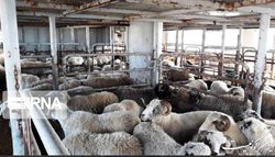 حذف ارز ترجیحی تاثیر چندانی روی قیمت دام زنده و گوشت قرمز ندارد