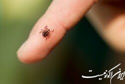 تاکنون ۳ نفر در کشور به تب کریمه کنگو مبتلا شدند