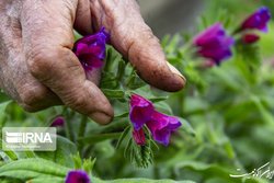 ۳۶۰ هزار هکتار توسعه گیاهان دارویی در مراتع طی برنامه ششم توسعه