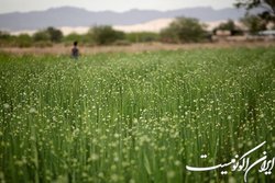 راهکار مکزیک برای کنترل تورم قیمت مصرف‌کننده چیست؟
