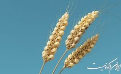 جهان در آستانه فاجعه غذایی