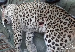 دستور استاندار مازندران برای بررسی علل تلف‌شدن پلنگ سرگردان