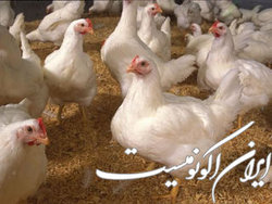 تاخیر ۵۰ روزه برای دریافت نهاده