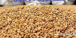 گلایه تولید کنندگان مرغ از کمبود نهاده و خوراک طیور