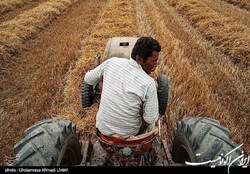 پیش‌بینی وزارت کشاورزی آمریکا از تولید ۱۶میلیون‌تنی ۲ غله مهم ایران طی سال جاری