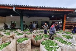 خرید ۵۰ هزار تن برگ سبز چای بهاره از چایکاران