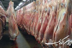 ۱۳ ابتلا و یک فوتی ناشی از تب کریمه کنگو + هشدار وزارت بهداشت