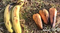 «موز اتیوپی»؛ امیدی‌ تازه برای امنیت غذایی در مواجهه با تغییرات آب و هوایی