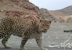 درخواست سفیر صلح سازمان ملل برای رفع تحریم‌ها برای حفاظت از پلنگ ایرانی
