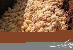 عباسی: نیت اصلی معدوم سازی جوجه‌های یک روزه افزایش قیمت مرغ و تخم مرغ است