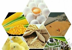 چالش‌های دامداران در تامین نهاده‌های دامی