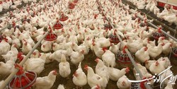3 پیشنهاد برای تأمین مالی تولید‌کنندگان‌ مرغ‌