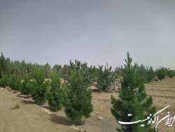 شیرینی‌های بیابان‌زدایی؛ جلوگیری از خیزش گرد و خاک تا کمک به سرسبزی باغ‌ها