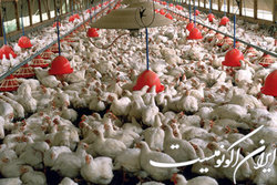 خطر تعطیلی برخی از مرغداری‌ها