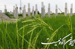 ۲ میلیون هکتار از اراضی کشاورزی کشور گم شده است!